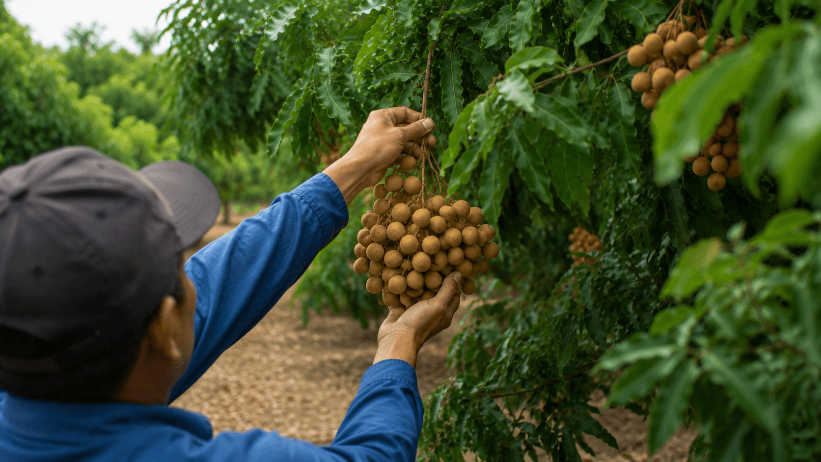 Hand Harvested